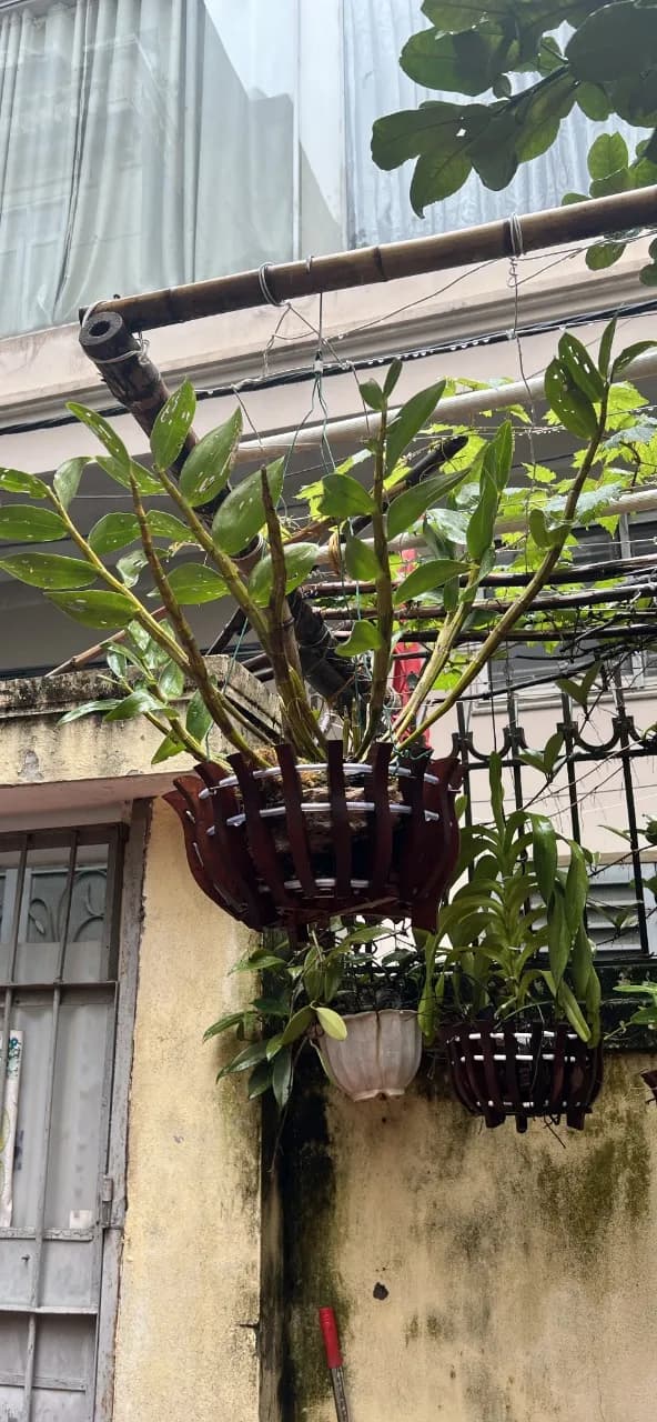 Tamdao