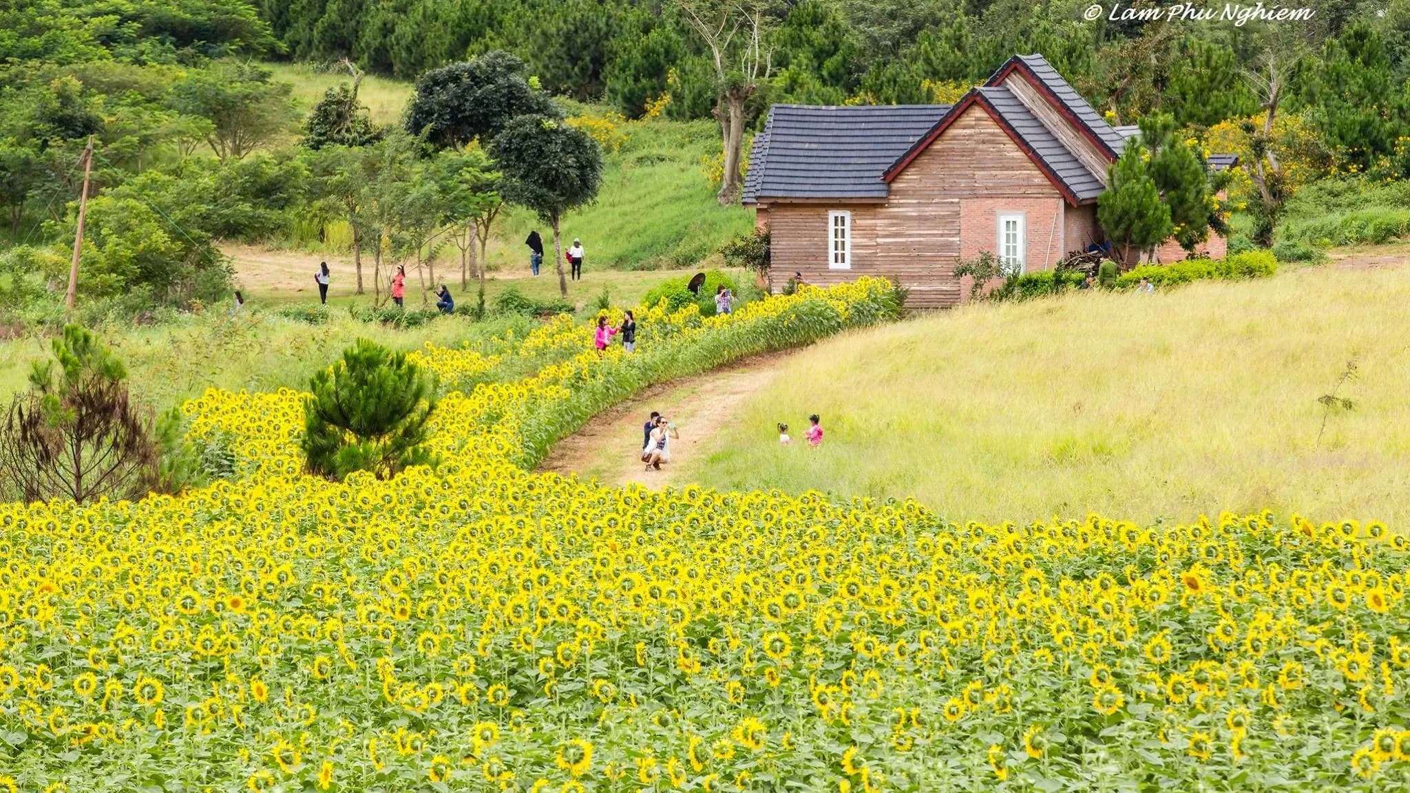 Cau Dat Farm의 화려한 해바라기 정원, Da Lat