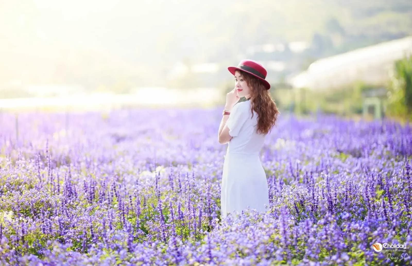행복한 lavender 분야