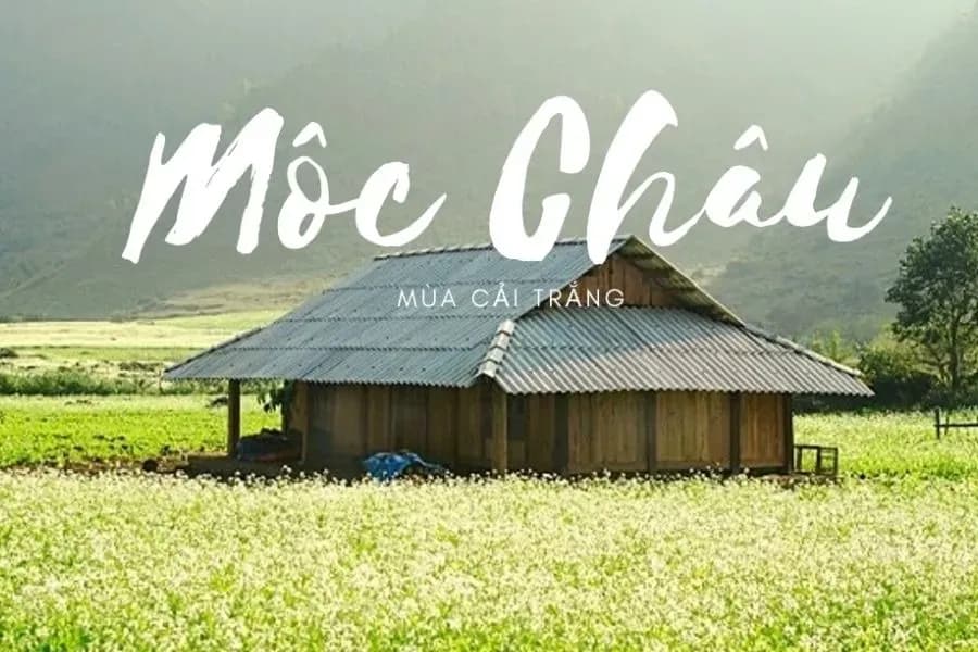Moc Chau의 흰색 수염 꽃 분야의 아름다움, Son La