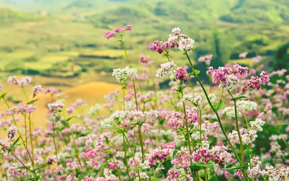 Buckwheat 꽃 시즌에 Ha Giang plateau의 화려한 아름다움