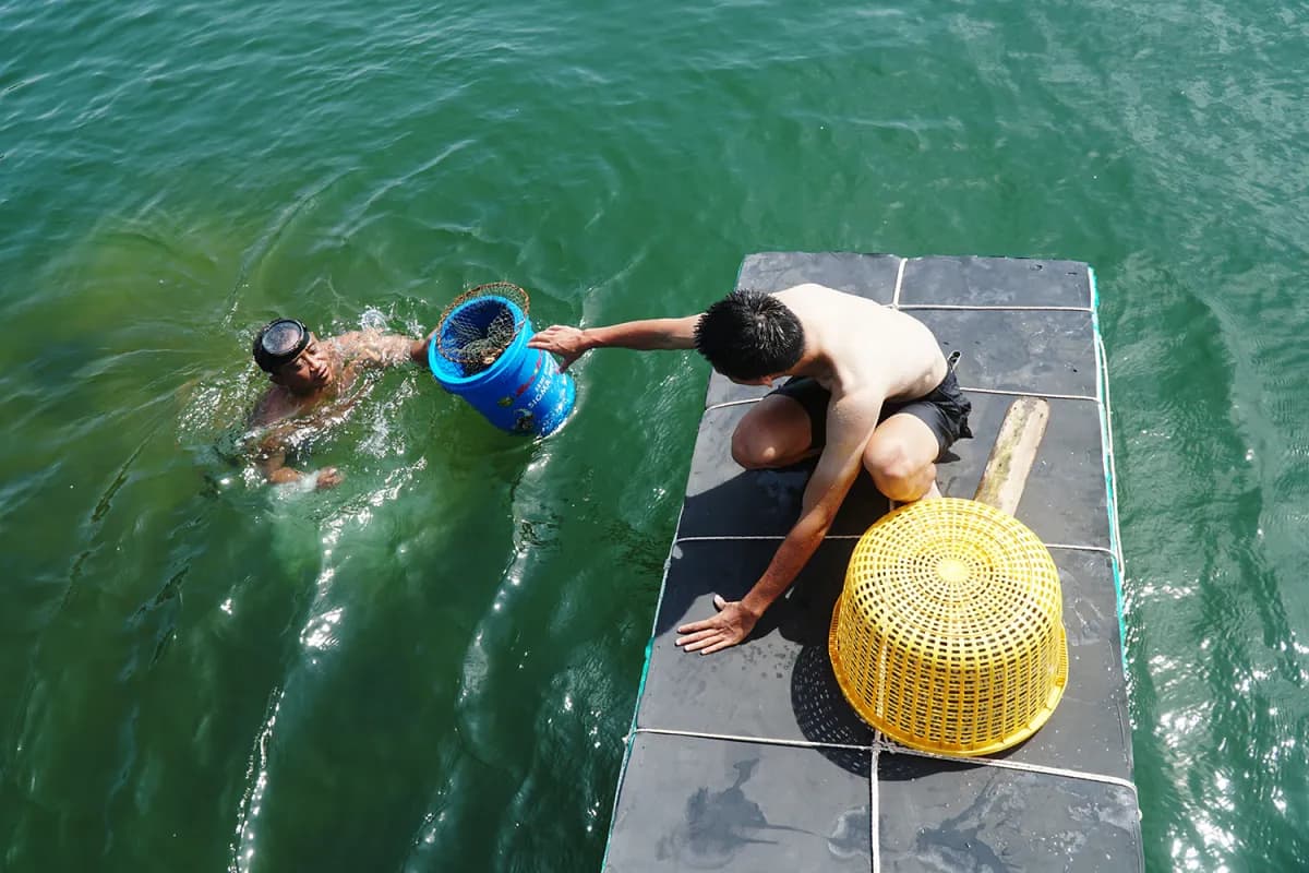 Pirate Island, Phu Quoc에서 바다 urchins 다이빙 및 식사