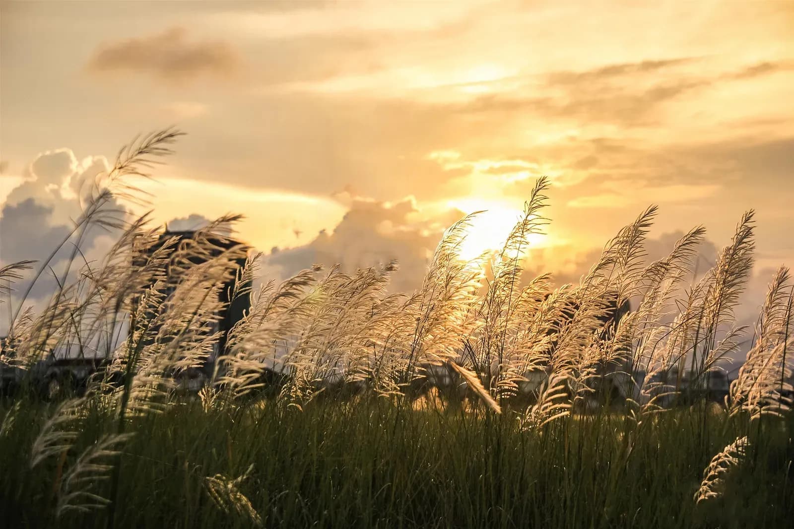Da Nang reed 필드: 늦은 가을에 매력적인 아름다움