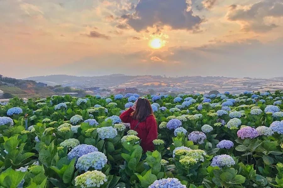 Da Lat의 Hydrangea 필드 : 불안정한 젠틀