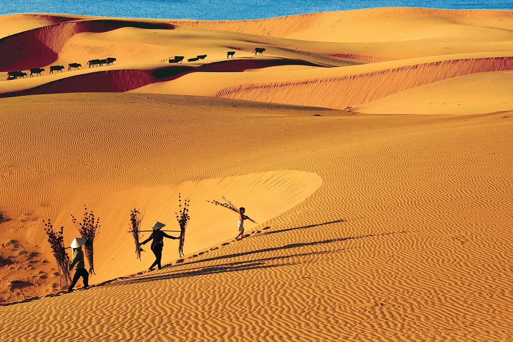deserts-sand-dunes_con cat.jpg