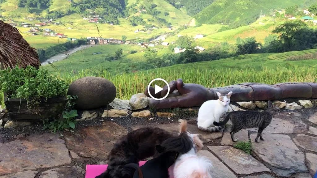 Eco Palms House - Sapa Retreat