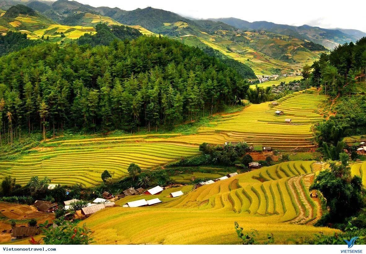 Pu Luong의 ripe 쌀 시즌 경험