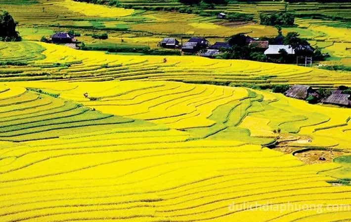 연락처 Thanh 필드는 황금 수확 시즌을 볼