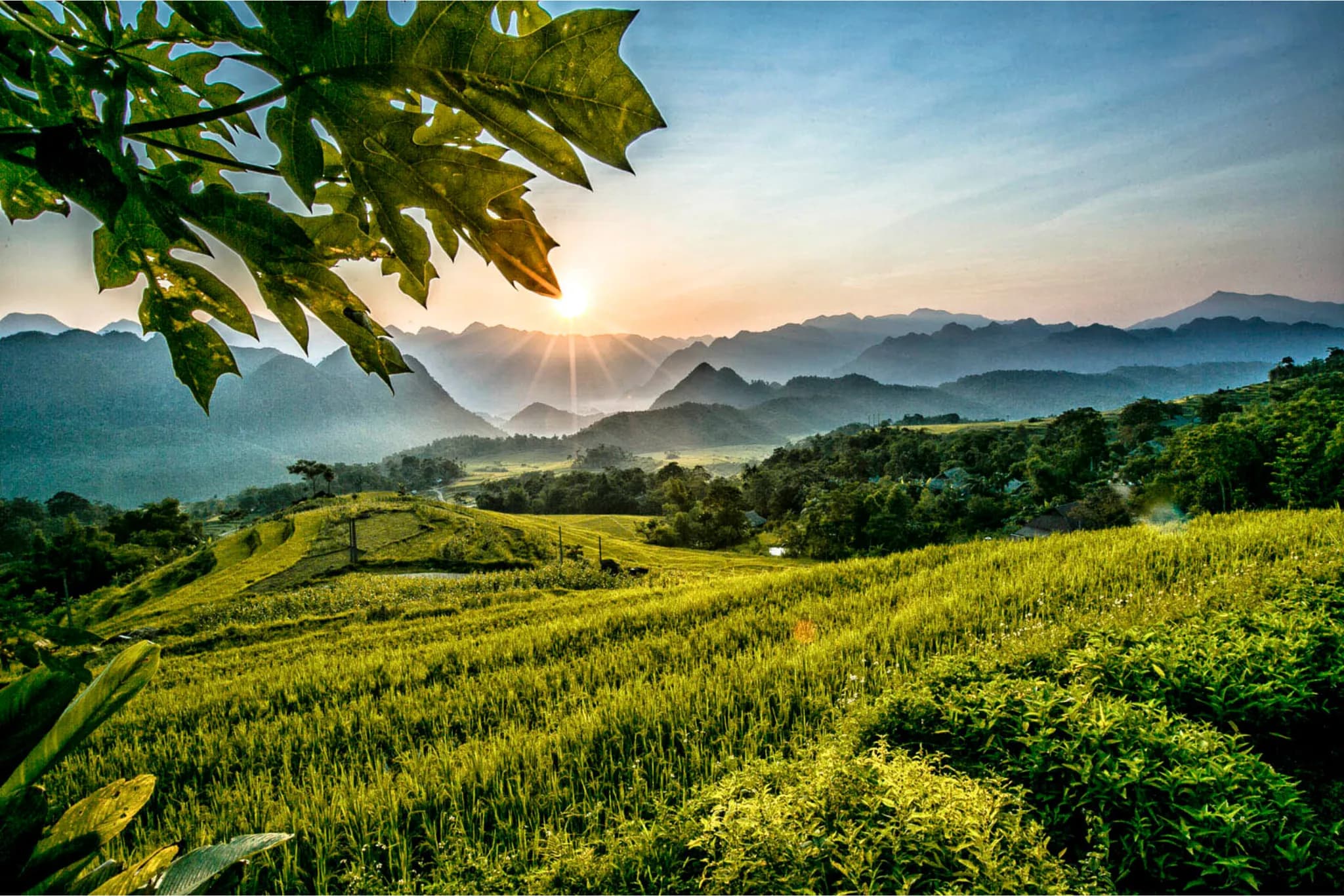 rice-field_pu luong.png