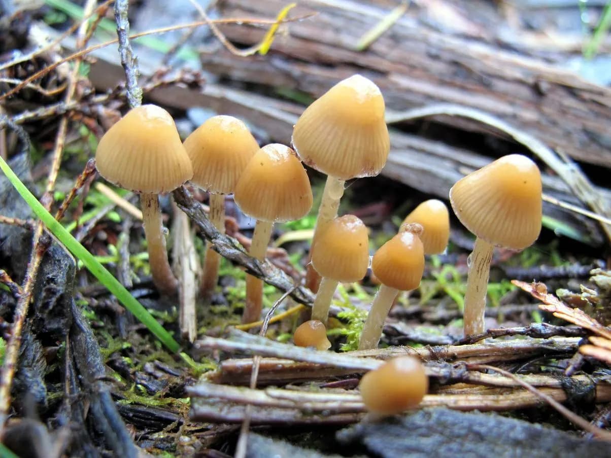 wild-mushrooms_1.jpg