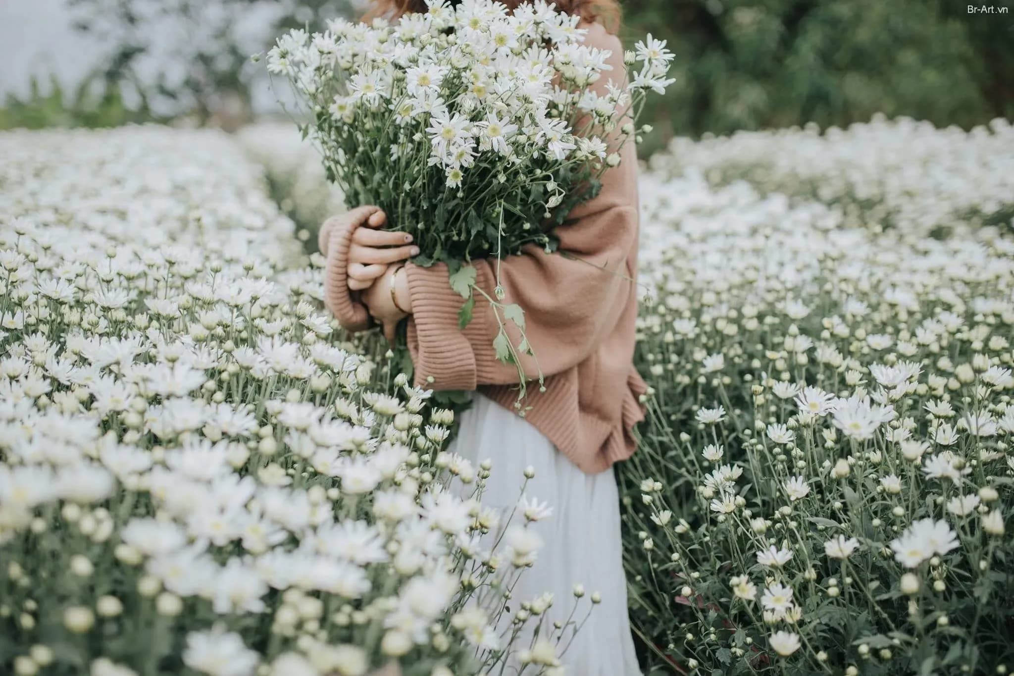 한 사람이 흰 꽃밭에 daisies의 꽃다발을 보유하고 있습니다.