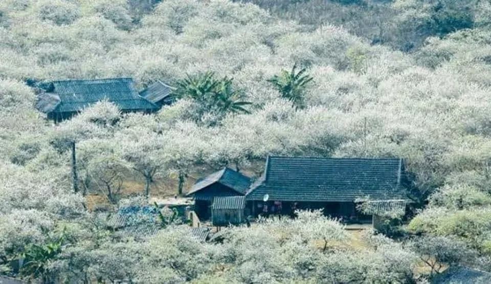 집은 순수한 흰색 매화의 바다 사이에 자리 잡고 멋진 자연 그림을 만듭니다.