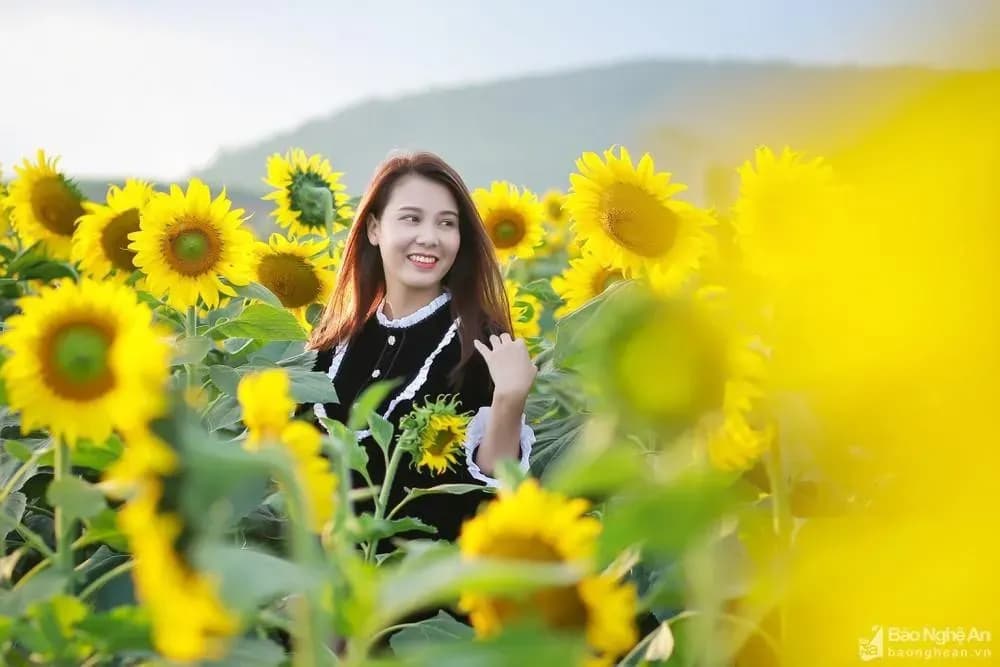 방문객은 황금 해바라기 필드를 조롱합니다.