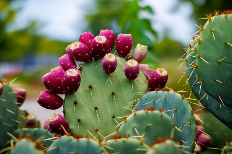 am-thuc-ninh-thuan-hai-mon-an-dac-trung-nay-lot-top-am-thuc-tieu_prickly_pear_la_gi_nhung_loi_ich_tuyet_voi_cua_prickly_pear_doi_voi_suc_khoe_1_a4bd3423e2.webp