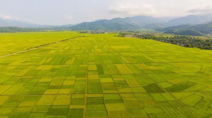 Muong Thanh 분야의 아름다움, 한국어