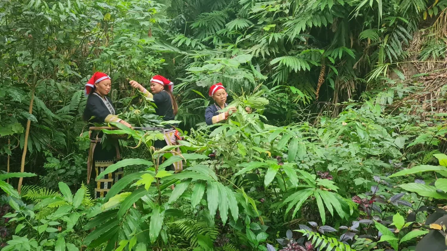 Harvesting herbs in Dao Do forest